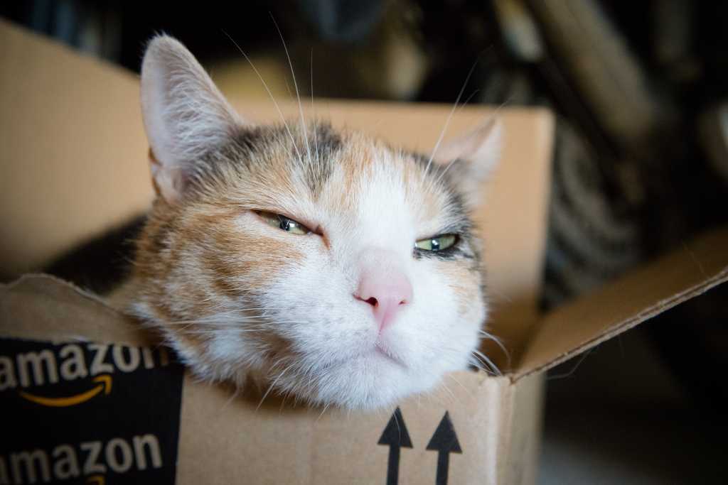 Amazon cat in box