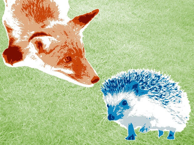 images of a fox and a hedgehog