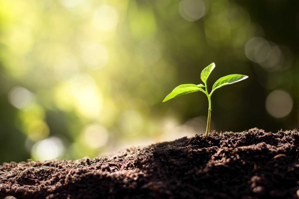 The seedling are growing from the rich soil to the morning sunlight that is shining, ecology concept.