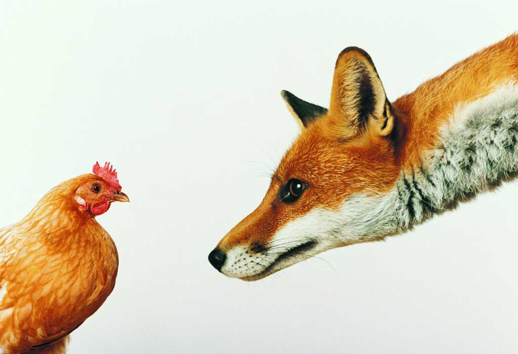 Fox staring and stalking hen