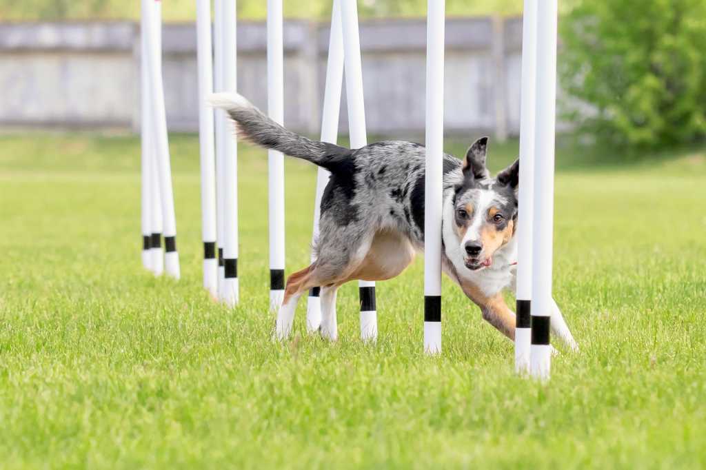 Dog agility slalom, sports competitions of dogs. Agility dog. Border collie dog running trough the weaves